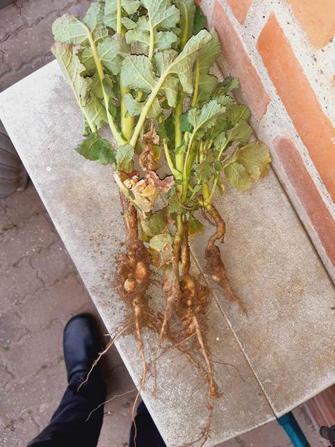 Et billede, der indeholder sandwich, mad, mellemmåltid
Automatisk genereret beskrivelse