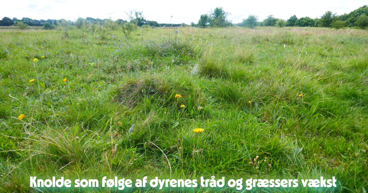 Hvilke strukturer er der på dit ”pleje af græs”-areal?